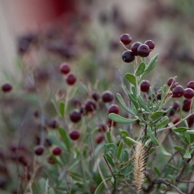 Nitraria schoberi